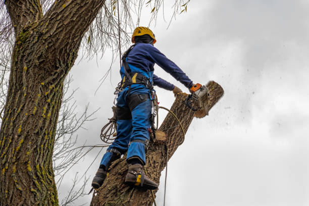 Best Commercial Tree Services  in Anadarko, OK